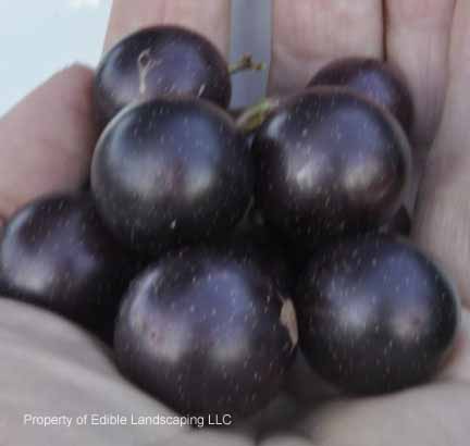 Grape Early Black Muscadine